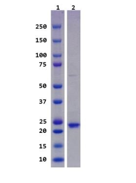 Lane 1: Molecular weight marker (Bio-Rad Dual Color)<br />Lane 2: MGPX3